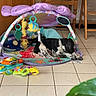 Emmett participe au concours pour gagner de l'argent avec cette photo : dog, puppy, indoor, baby_play_gym, toys, floor, tile_floor, wooden_chair, wooden_table, printer, papers, colorful, resting, sleeping, black_and_white, pet, home, quiet, relaxed, cozy