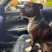 Dexter participe au concours pour gagner de l'argent avec cette photo : black, brown, car_door, car_interior, chain_collar, daylight, dog, happy, leather_seat, mirror, outdoor_view, pet, seat, side_view, sign, sitting, tongue_out, trees, white_paws, window