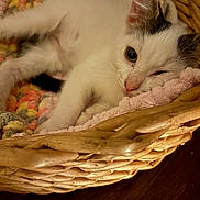 Budrick joined the competition — help win amazing prizes! kitten, cat, basket, blanket, sleeping, cozy, pet, fur, animal, cute, resting, indoor, soft, wicker, pink, multicolored, closeup, young, domestic, relaxing