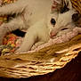 kitten, cat, basket, blanket, sleeping, cozy, pet, fur, animal, cute, resting, indoor, soft, wicker, pink, multicolored, closeup, young, domestic, relaxing