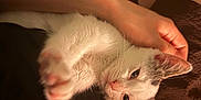 Budrick is registered to the contest to win money with this photo: kitten, cat, paw, person, hand, tattoo, lap, black_clothing, white_fur, gray_fur, stretching, indoor, warm_lighting, close_up, relaxing, pet, feline, cozy, comfort, animal