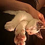 Budrick is registered to the contest to win money with this photo: cat, sleeping, paw, white_fur, black_spot, tattoo, arm, hand, stretching, cozy, indoor, soft_lighting, close_up, pet, relaxation, animal, feline, resting, comfort, warm