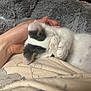 Budrick joined the competition — help win amazing prizes! kitten, cat, hand, paw, sleeping, cozy, blanket, fur, pet, cute, animal, resting, comfort, white, black, domestic_animal, closeup, feline, snuggling, soft