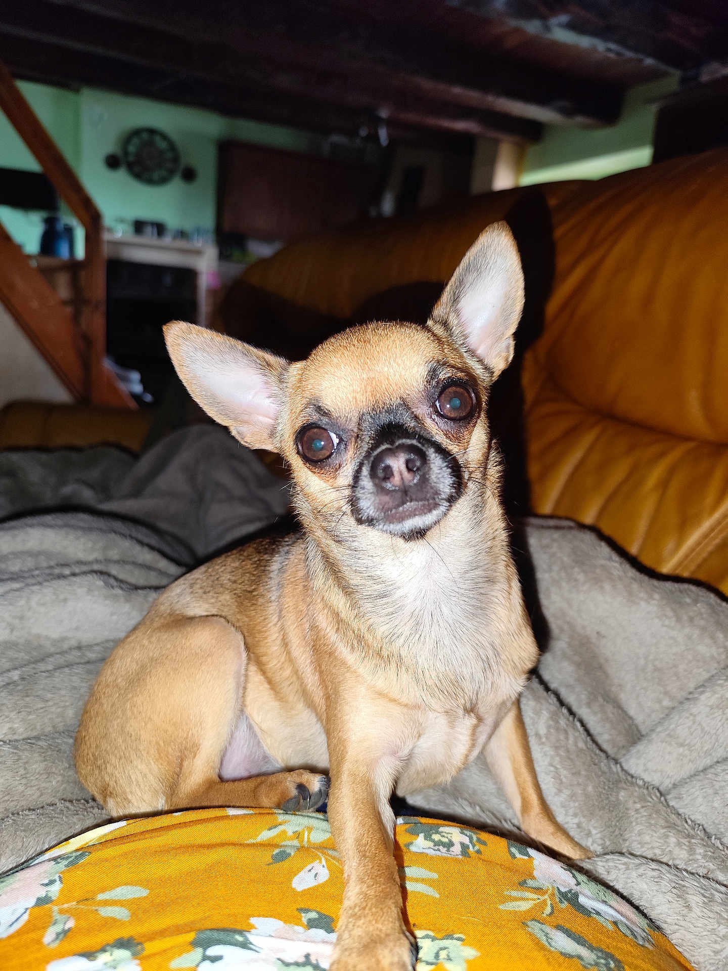 Upsy participe au concours pour gagner de l'argent avec cette photo : dog, chihuahua, small_dog, tan_dog, pet, indoor, couch, blanket, ears, cute, animal, portrait, looking, home, cozy, furniture, staircase, brown, comfort, resting