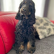 Ugo participe au concours pour gagner de l'argent avec cette photo : dog, curly_fur, black_dog, tan_markings, pet, indoor, couch, red_couch, cushion, leaf_pattern, carpet, fur, portrait, cute, animal, companion, sitting, curious, soft_light, home