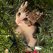 Lucifer is registered to the contest to win money with this photo: kitten, cat, christmas_tree, holiday_lights, ornaments, greenery, close_up, cute, pet, indoor, animal, curious, festive, decorations, whiskers, playful, fur, pink_nose, young, eyes