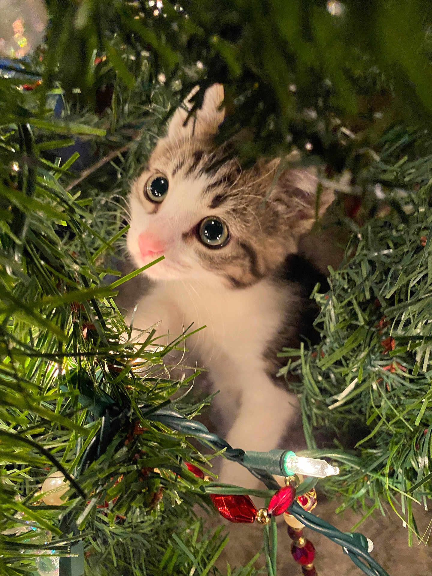Lucifer is registered to the contest to win money with this photo: kitten, cat, christmas_tree, holiday_lights, ornaments, greenery, close_up, cute, pet, indoor, animal, curious, festive, decorations, whiskers, playful, fur, pink_nose, young, eyes
