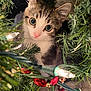Lucifer is registered to the contest to win money with this photo: kitten, cat, christmas_lights, garland, greenery, holiday_decor, cute, curious, pet, animal, indoor, closeup, christmas, festive, ornament, whiskers, pink_nose, small_animal, feline, playful