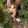 Lucifer is registered to the contest to win money with this photo: kitten, cat, christmas_lights, garland, holiday, decorations, greenery, cute, pet, young_animal, whiskers, pink_nose, indoor, festive, closeup, animal_face, curious, feline, soft_fur, twinkling_lights