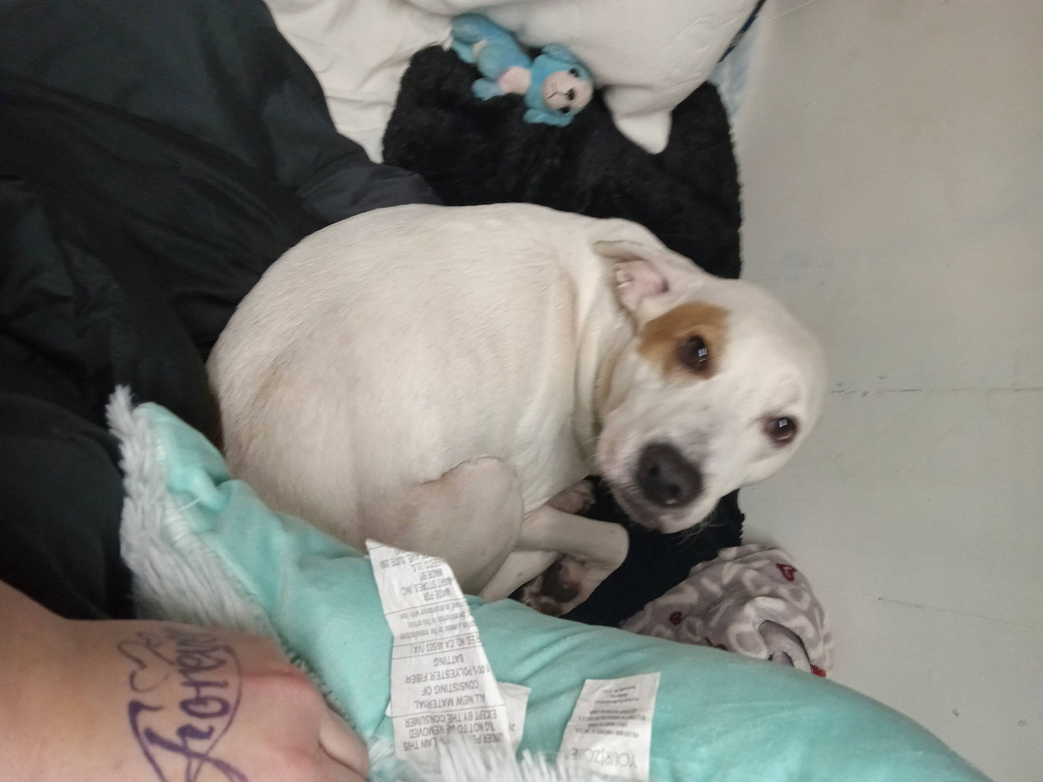 Nova Faith is registered to the contest to win money with this photo: canidae, carnivore, collar, comfort, companion_dog, dog, dog_breed, dog_supply, fawn, fur, laptop, pet_supply, retriever, snout, sporting_group, terrestrial_animal, toy_dog, whiskers, working_animal, wrist