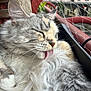 Uillow participe au concours pour gagner de l'argent avec cette photo : cat, fluffy, gray, white, licking, fur, whiskers, balcony, outdoor, closeup, pet, animal, relaxed, grooming, window, netting, urban, soft, cute, feline