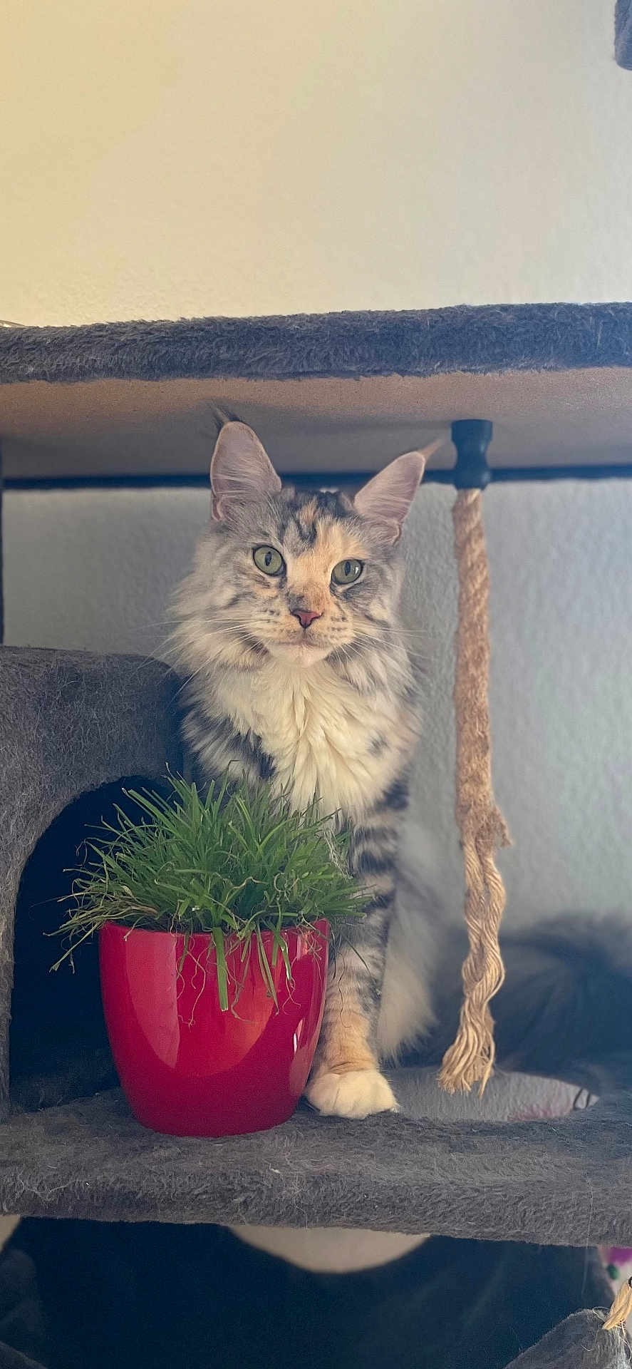 Uillow a rejoint le concours — aidez-le/la à gagner de superbes lots ! cat, fluffy_cat, cat_tree, red_pot, green_grass, rope_toy, indoor, pet, feline, fur, whiskers, ears, paws, animal, domestic, houseplant, sitting, looking, curious, cozy