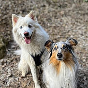 Sharlie participe au concours pour gagner de l'argent avec cette photo : alert, animal_portrait, blue_eyes, blurred_background, brown_eyes, canine, daylight, dog, dry_leaves, forest_floor, fur, happy, heterochromia, nature, outdoor, pets, sitting, tongue_out, tricolor_dog, white_dog