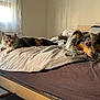 Sharlie participe au concours pour gagner de l'argent avec cette photo : animal, bed, blanket, cat, companion, cozy, curtain, dog, domestic, fur, furniture, home, indoor, mammal, natural_light, pet, relaxed, resting, sleepy, window