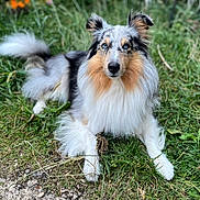 Sharlie a rejoint le concours — aidez-le/la à gagner de superbes lots ! alert, animal, blue_eyes, canine, closeup, dog, ears_up, fluffy_fur, fur, grass, greenery, laying_down, nature, outdoor, paw, pet, portrait, relaxed, snout, tricolor