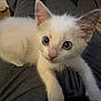 Lily is registered to the contest to win money with this photo: kitten, cat, white_fur, blue_eyes, pet, animal, cute, indoor, lap, feline, young, small, curious, whiskers, ears, nose, soft, domestic, friend, cozy