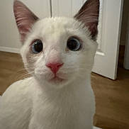 Lily joined the competition — help win amazing prizes! animal, blue_eyes, cat, close_up, curious, cute, domestic_animal, door, ears, face, feline, fur, house, indoor, pet, pink_nose, portrait, whiskers, white_cat, wooden_floor