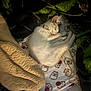 Lily is registered to the contest to win money with this photo: animal, blanket, cartoon_pattern, cat, collar, cozy, cute, fur, greenery, indoor, pet, plants, quiet, relaxation, resting, sleeping, soft, texture, warm, white_cat