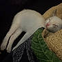 kitten, sleeping, white_cat, blanket, cozy, soft_texture, green_pattern, pet, animal, fur, resting, cute, indoor, comfort, peaceful, closeup, snuggling, domestic_cat, adorable, relaxing