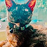 cat, tortoiseshell, pet, collar, bell, sunlight, ears, feline, outdoor, window, closeup, whiskers, animal, domestic_animal, cute, portrait, fur, relaxed, daylight, expression