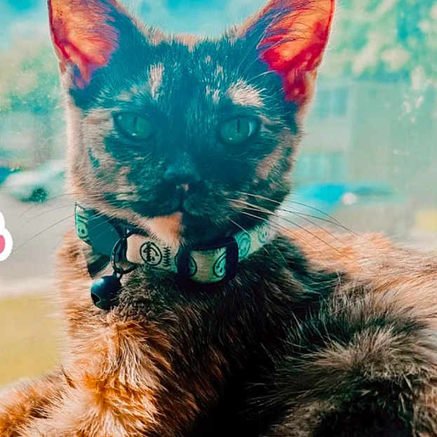 Calypso