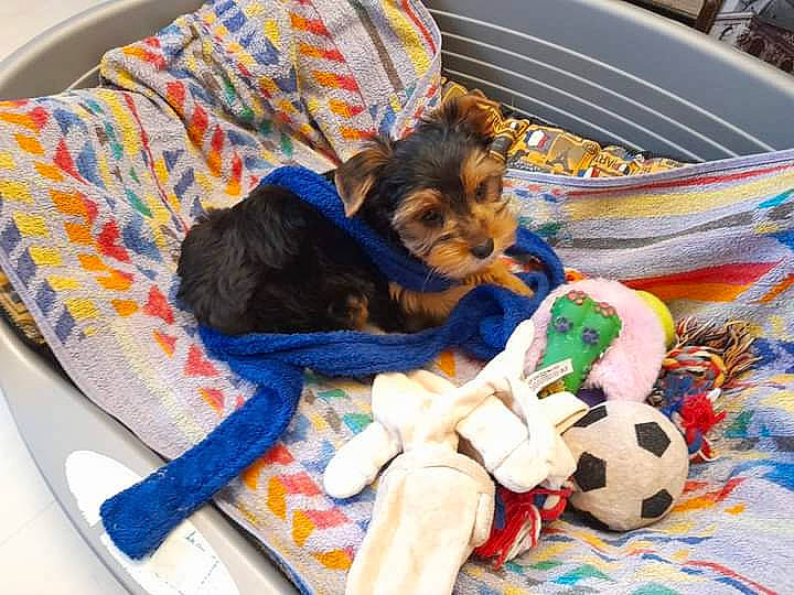 Prince participe au concours pour gagner de l'argent avec cette photo : canidae, carnivore, comfort, companion_dog, dog, dog_breed, dog_supply, fawn, felidae, football, fur, linens, pattern, plush, sporting_group, stuffed_toy, textile, toy, toy_dog, working_animal