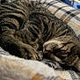 cat, tabby, sleeping, cozy, blanket, plaid, fur, whiskers, pet, domestic_animal, resting, indoor, closeup, cute, animal, relaxation, soft, warm, nap, feline