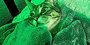 Misifuz joined the competition — help win amazing prizes! cat, tabby, blanket, green, cozy, indoor, feline, fur, pet, resting, snuggled, curious, animal, soft, comfort, relaxed, whiskers, ears, bed, home