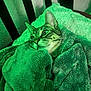 cat, tabby, blanket, green, cozy, indoor, feline, fur, pet, resting, snuggled, curious, animal, soft, comfort, relaxed, whiskers, ears, bed, home