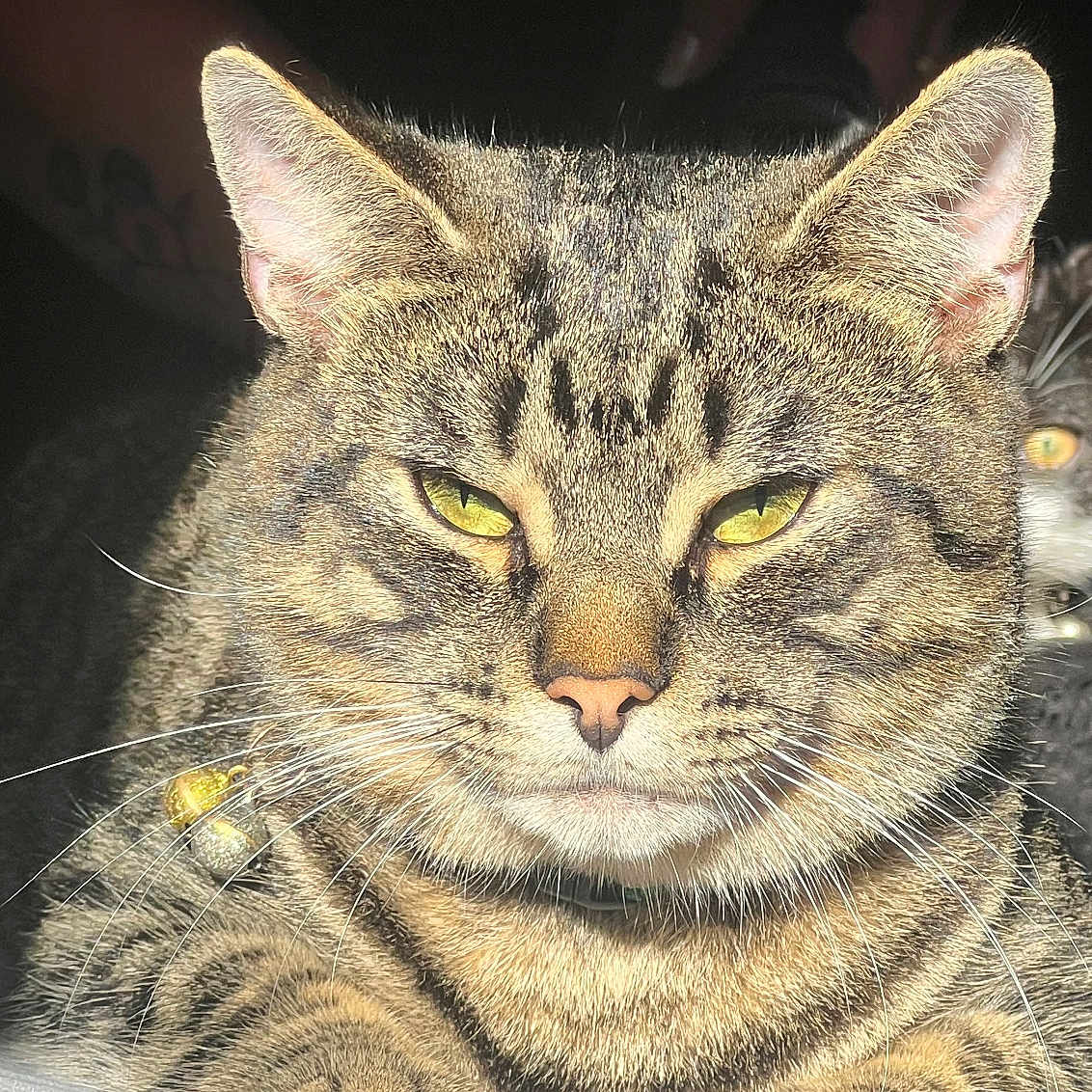 Misifuz joined the competition — help win amazing prizes! animal, cat, closeup, collar, cute, domestic, ears, feline, fur, indoor, paws, pet, portrait, relaxed, resting, striped, sunlight, tabby, whiskers, yellow_eyes