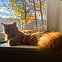 cat, orange_cat, fluffy, windowsill, sunlight, autumn, tree, window, indoor, pet, animal, relaxed, furry_tail, daylight, cozy, nature_outside, domestic_cat, resting, warm_light, house