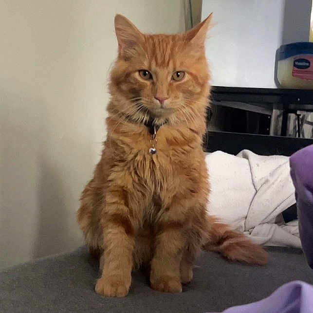 Simba is registered to the contest to win money with this photo: animal, cat, collar, container, cute, domestic, ears, fabric, feline, fur, gray_surface, household, indoor, looking, orange_cat, pet, sitting, tabby, tail, whiskers