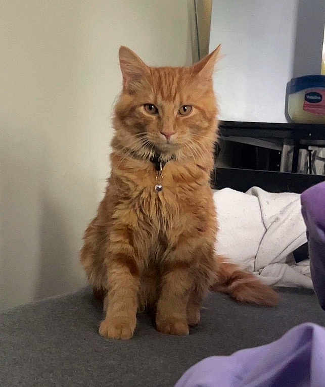 Simba is registered to the contest to win money with this photo: cat, orange_cat, tabby, feline, pet, indoor, fur, collar, sitting, looking, animal, domestic, cute, whiskers, ears, tail, household, fabric, gray_surface, container