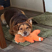 Coco is registered to the contest to win money with this photo: dog, toy, plush_toy, orange, green_rug, floor, indoor, pet, resting, brown_dog, wooden_furniture, home, calm, animal, flooring, door, relaxed, cute, cozy, domestic_animal