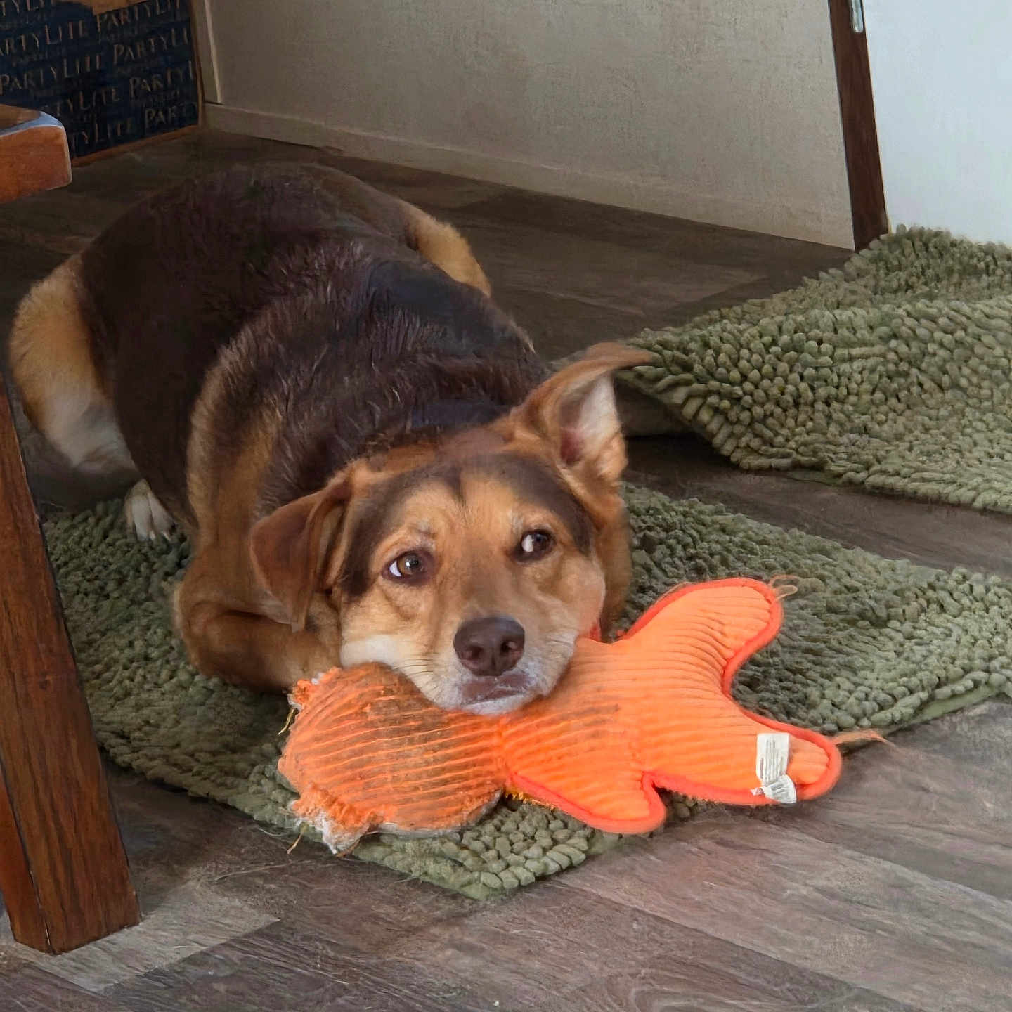 Coco is registered to the contest to win money with this photo: dog, toy, plush_toy, orange, green_rug, floor, indoor, pet, resting, brown_dog, wooden_furniture, home, calm, animal, flooring, door, relaxed, cute, cozy, domestic_animal