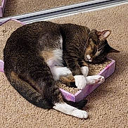 Angel joined the competition — help win amazing prizes! cat, tabby_cat, sleeping, paw, cardboard_box, scratcher, carpet, indoor, pet, feline, resting, cozy, sunlight, white_paws, cute, domestic_animal, fur, whiskers, relaxing, animal