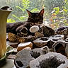 cat, geode, rocks, window, windowsill, greenery, natural_light, indoor, pet, animal, relaxed, stone, crystals, plant, daylight, feline, resting, collection, home_decor, nature