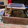 cat, tabby_cat, wooden_crate, indoor, pet, feline, collar, green_eyes, curious, resting, furniture, blanket, plastic_container, household_items, cozy, looking_up, animal, domestic_cat, fur, whiskers