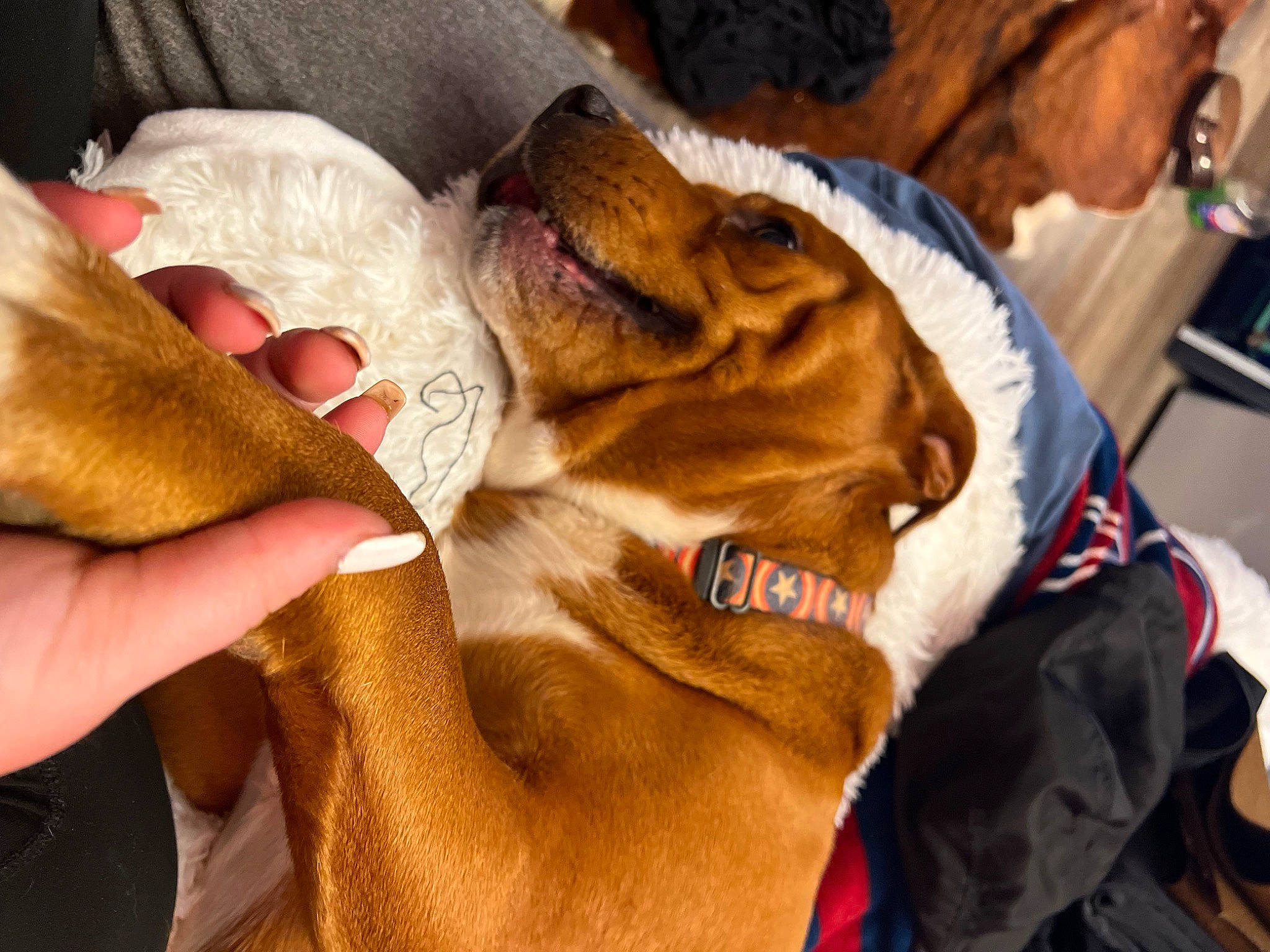 A.j is registered to the contest to win money with this photo: canidae, carnivore, comfort, companion_dog, dog, dog_breed, ear, fawn, fur, guard_dog, liver, nail, nap, paw, retriever, snout, sporting_group, whiskers, working_animal, wrinkle
