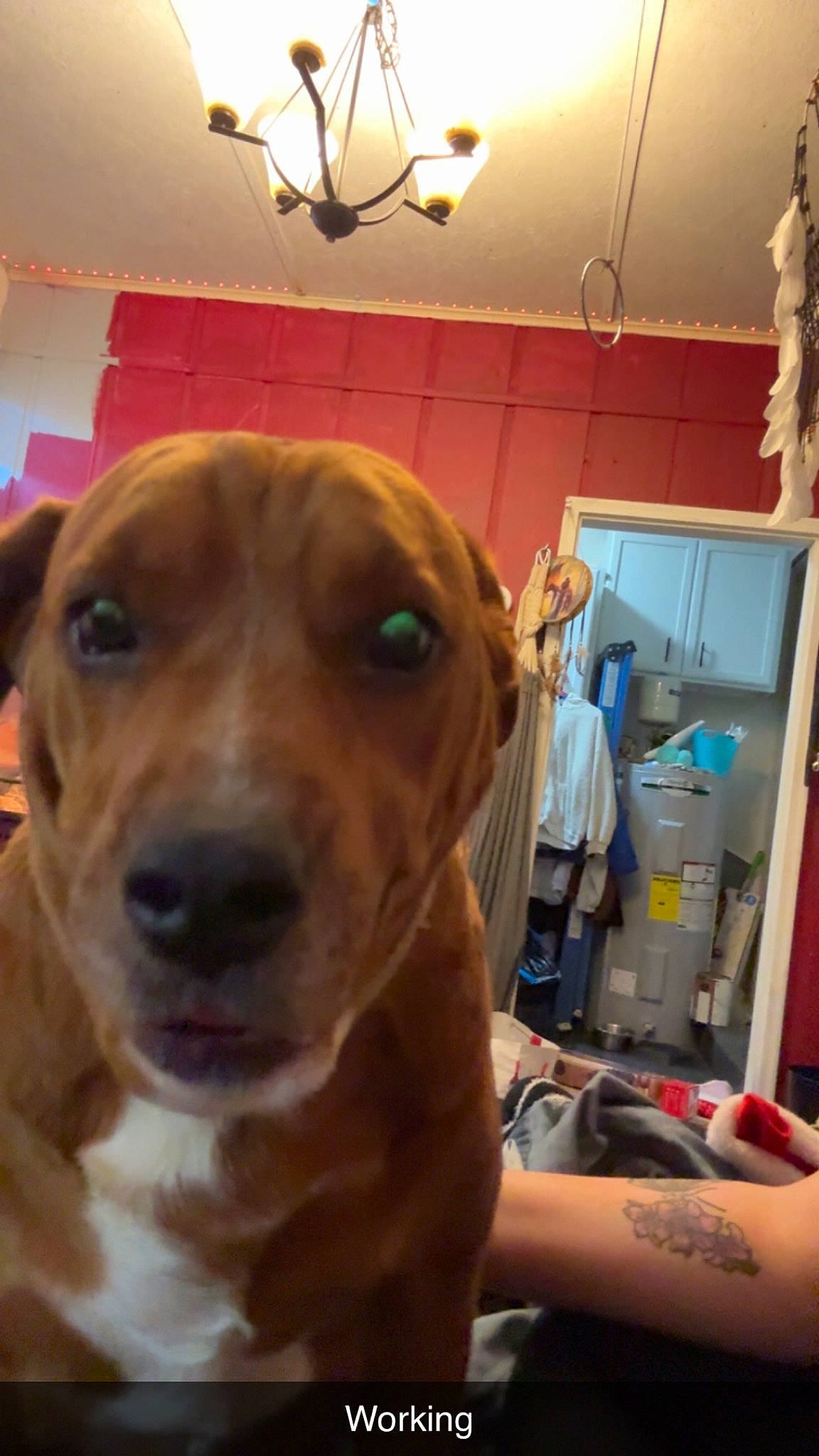 A.j joined the competition — help win amazing prizes! canidae, carnivore, ceiling, collar, companion_dog, curtain, dog, dog_breed, dog_collar, ear, fawn, fur, light_fixture, liver, retriever, selfie, snout, sporting_group, whiskers, working_animal