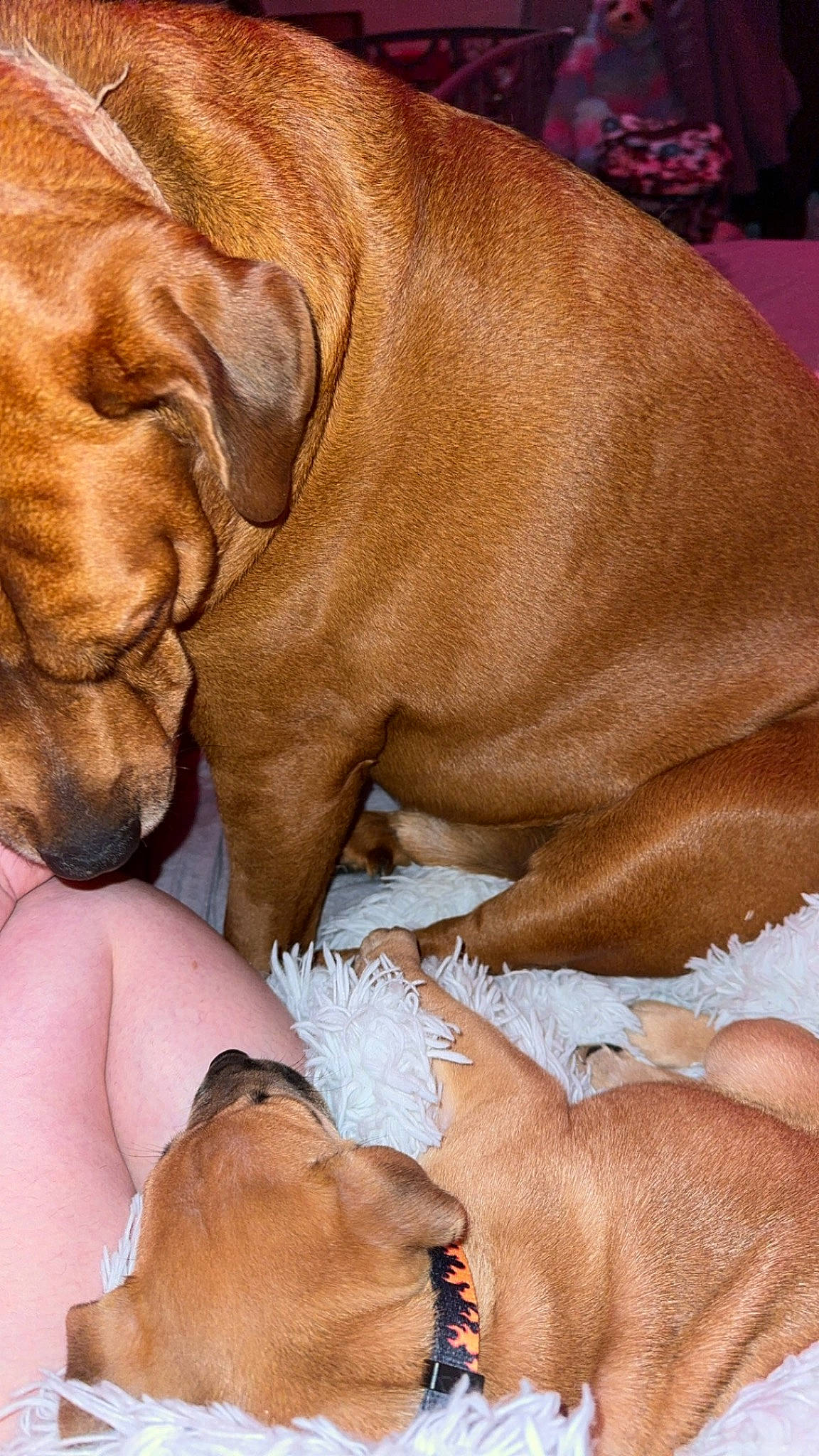 A.j is registered to the contest to win money with this photo: canidae, carnivore, comfort, companion_dog, dog, dog_breed, fawn, guard_dog, hardwood, liver, nap, non_sporting_group, paw, sleep, snout, sporting_group, terrestrial_animal, whiskers, working_animal, wrinkle