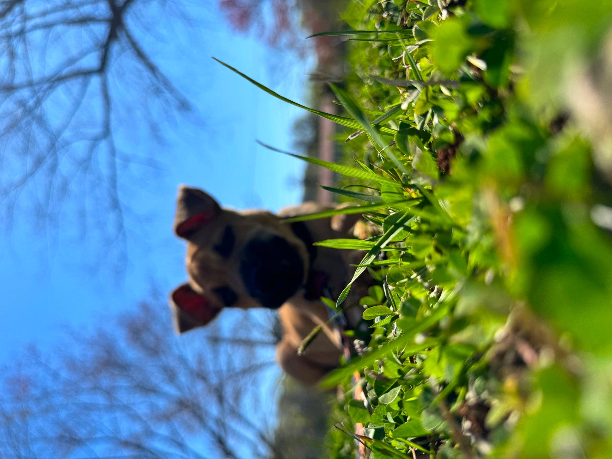 Hagrid is registered to the contest to win money with this photo: branch, flowering_plant, forest, grapevine_family, grass, jungle, plant, plant_stem, rainforest, sky, terrestrial_plant, tree, trunk, twig, vitis, wildlife, wire, wood