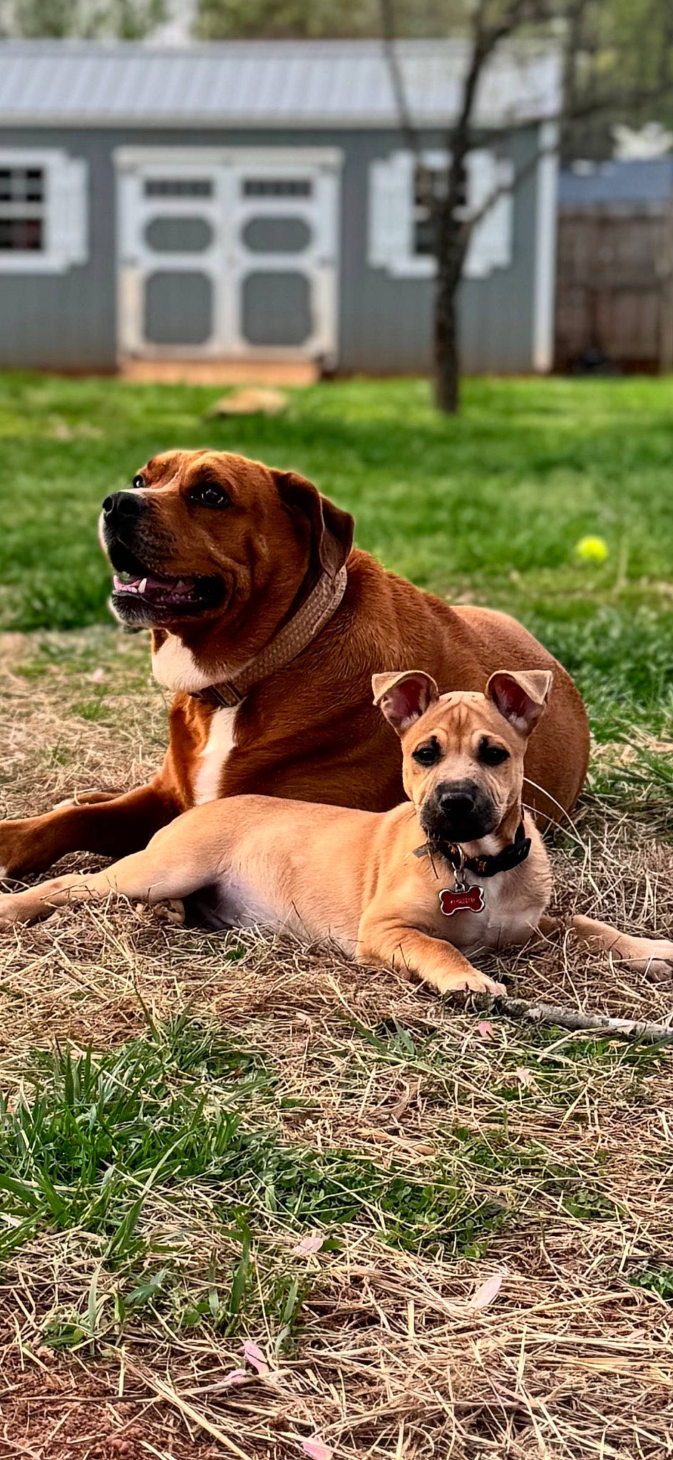 Hagrid is registered to the contest to win money with this photo: ancient_dog_breeds, canidae, carnivore, collar, companion_dog, dog, dog_breed, dog_collar, fawn, grass, hunting_dog, liver, non_sporting_group, plant, puppy, snout, sporting_group, working_animal, working_dog, wrinkle