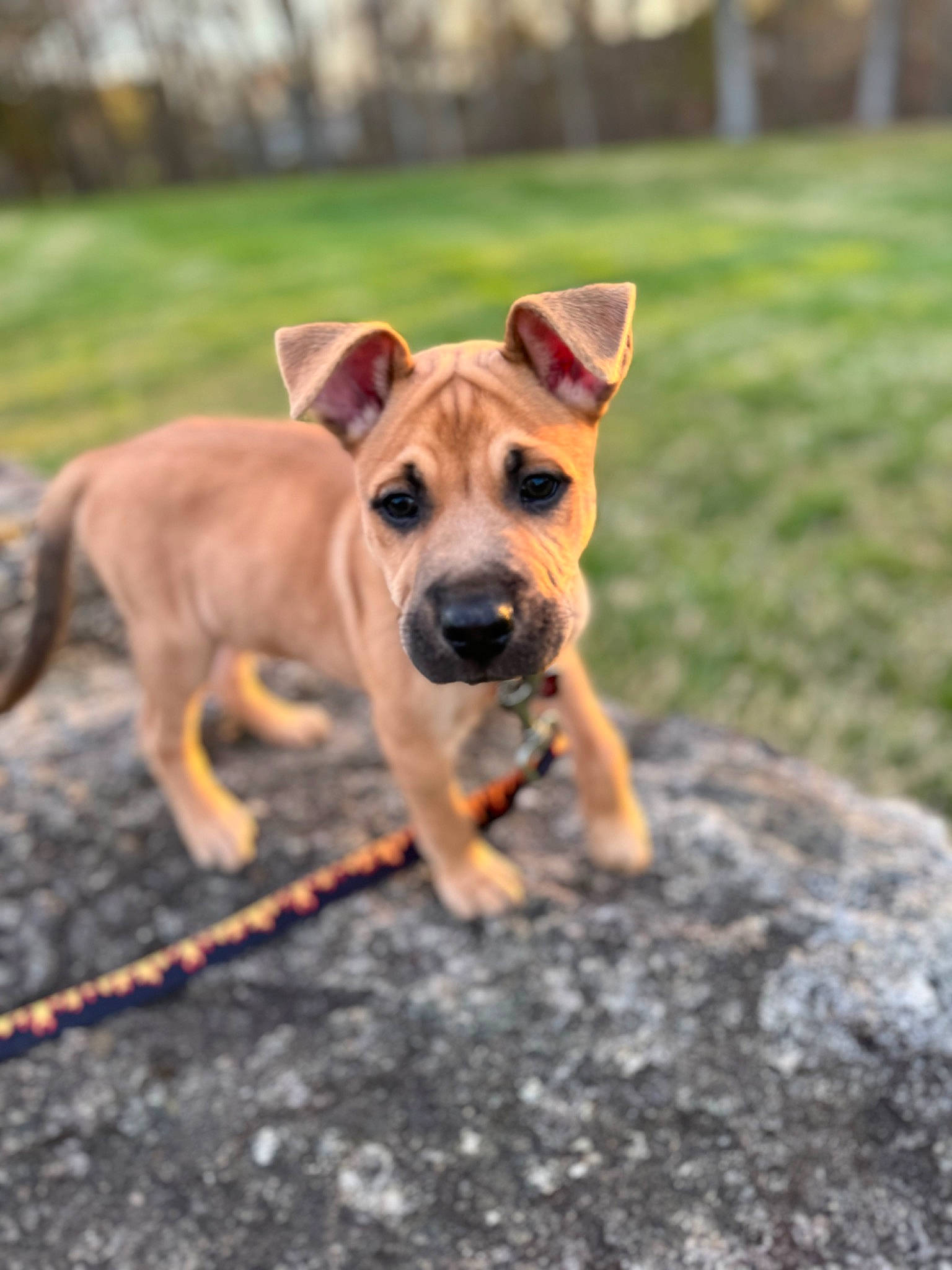 Hagrid joined the competition — help win amazing prizes! adventure, canidae, carnivore, collar, companion_dog, dog, dog_breed, dog_collar, dog_supply, fawn, grass, guard_dog, hunting_dog, snout, soil, sporting_group, tail, wood, working_animal, working_dog