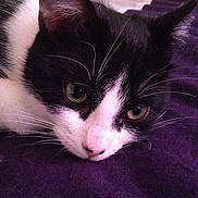 Minette a rejoint le concours — aidez-le/la à gagner de superbes lots !