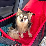 Ti Loup a rejoint le concours — aidez-le/la à gagner de superbes lots ! dog, chihuahua, pet, small_dog, long_hair, fur, tail, paws, eyes, nose, red_booster_seat, pet_car_seat, seatbelt, car_interior, door_panel, mesh_side, buckle, blanket, sitting, camera_flash