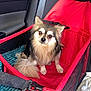 dog, chihuahua, pet, small_dog, long_hair, fur, tail, paws, eyes, nose, red_booster_seat, pet_car_seat, seatbelt, car_interior, door_panel, mesh_side, buckle, blanket, sitting, camera_flash