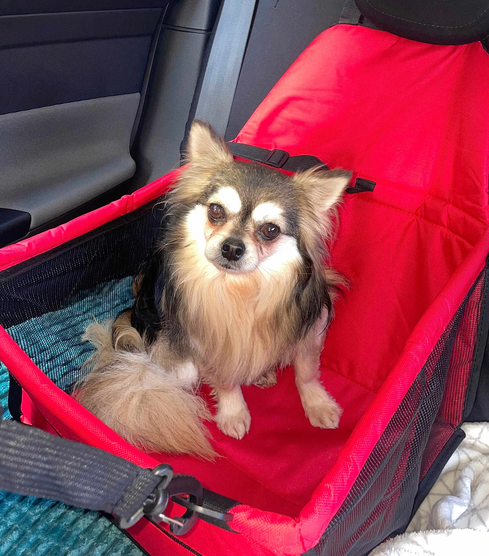 Ti Loup a rejoint le concours — aidez-le/la à gagner de superbes lots ! dog, chihuahua, pet, small_dog, long_hair, fur, tail, paws, eyes, nose, red_booster_seat, pet_car_seat, seatbelt, car_interior, door_panel, mesh_side, buckle, blanket, sitting, camera_flash