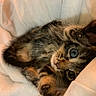 Romy participe au concours pour gagner de l'argent avec cette photo : animal, blanket, blue_eyes, cat, close_up, cozy, cute, domestic_animal, feline, fur, indoor, kitten, paw, pet, playful, resting, sleepy, soft, whiskers, young