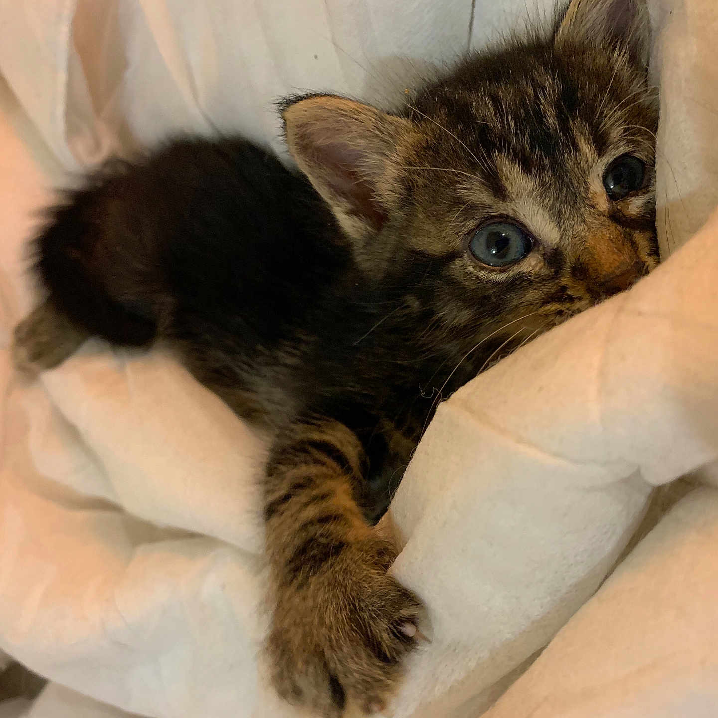 Romy a rejoint le concours — aidez-le/la à gagner de superbes lots ! animal, bed, blanket, blue_eyes, cat, cozy, cute, feline, fur, indoor, kitten, paw, pet, resting, sleepy, small, soft, tabby, white_bedding, young